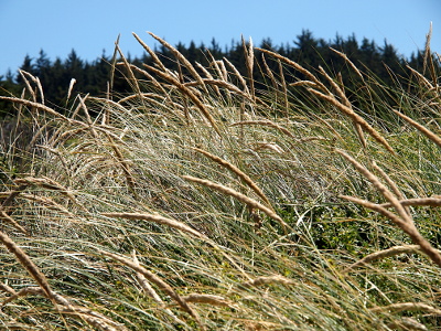 [The upper parts of this beach grass are thicker as if they are a type of skinny cattail. There are also many thin grass strands amid these ones with the thicker tops. All are leaning toward the left.]